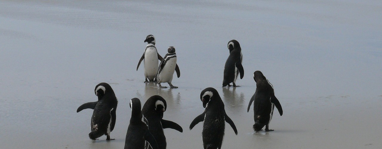 Group of pinguines